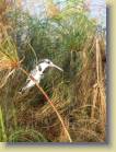 botswana-0006