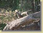 botswana-0021