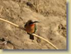 botswana-0022