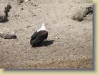 botswana-0036