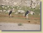 botswana-0037