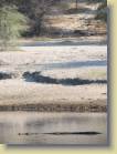 botswana-0041