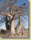 botswana-0047