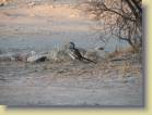 botswana-0066