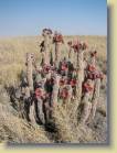 botswana-0067
