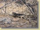 botswana-0069