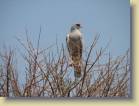 botswana-0073