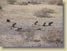 botswana-0076