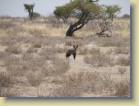 botswana-0078