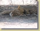botswana-0079