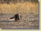 botswana-0083