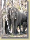 botswana-0084