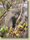 botswana-0085
