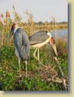 botswana-0087