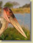 botswana-0088