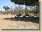 botswana-0091