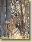 botswana-0092