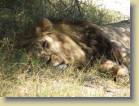 botswana-0094