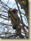 botswana-0095