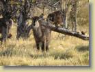 botswana-0100