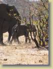botswana-0104