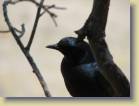botswana-0108