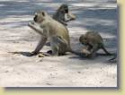 botswana-0111