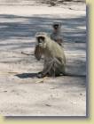 botswana-0112
