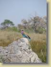botswana-0115
