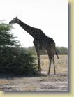 botswana-0116