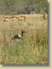 botswana-0117