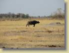 botswana-0120