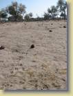 botswana-0125