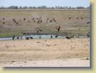 botswana-0132