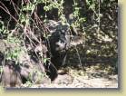 botswana-0134