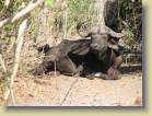 botswana-0135
