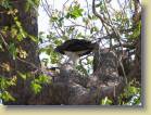 botswana-0137