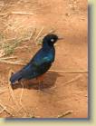 kenia-etc-0023