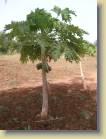 mali-burkina_faso-0240