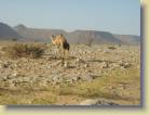 mauritanie-0046