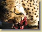 namibie-0037