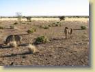 namibie-0042