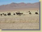 namibie-0061