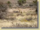 namibie-0095
