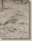 namibie-0194