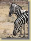 namibie-0199