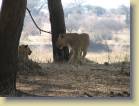 tanzania-kenia-0012