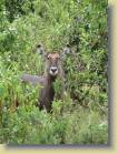 tanzania-kenia-0054