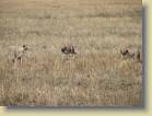 tanzania-kenia-0105