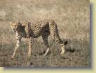 tanzania-kenia-0106
